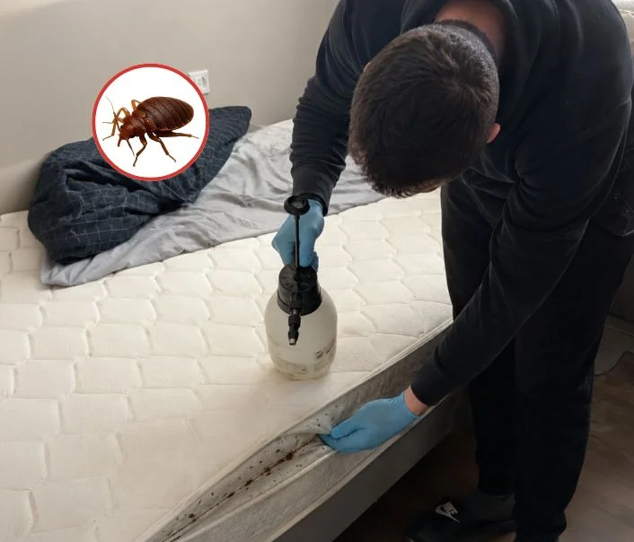 Technicien traitant un matelas contre les punaises de lit à Marolles-en-Brie